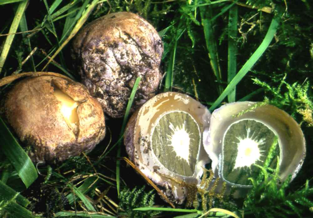 due gasteromiceti interessanti